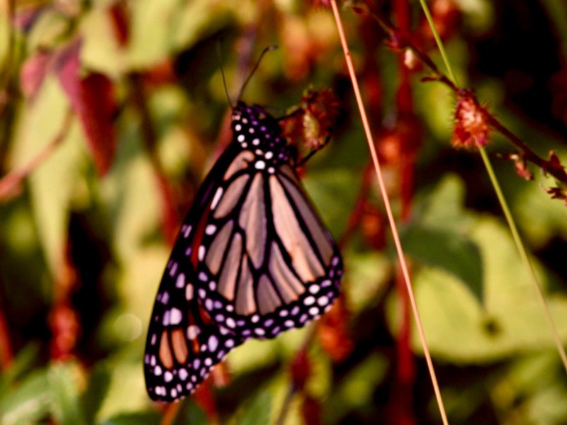 Abren santuarios de la mariposa monarca