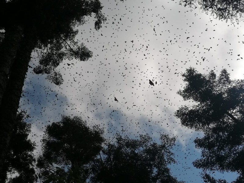 Abrirán dos de tres santuarios de la mariposa monarca