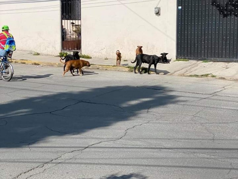 Abundan perros callejeros en Mexicaltzingo