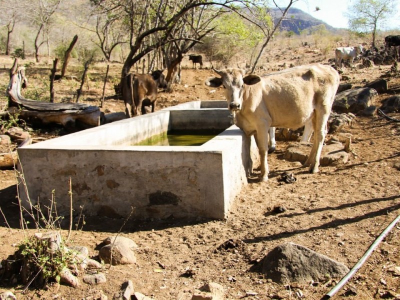 Acaparan el agua las grandes empresas con granjas y corrales