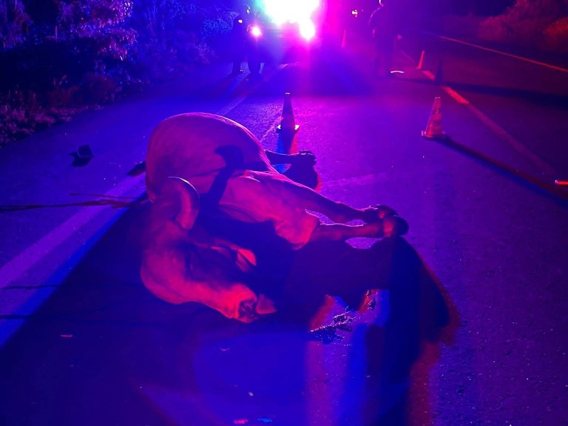 Accidente por ganado suelto deja un lesionado en la carretera Acapulco-Zihuatanejo