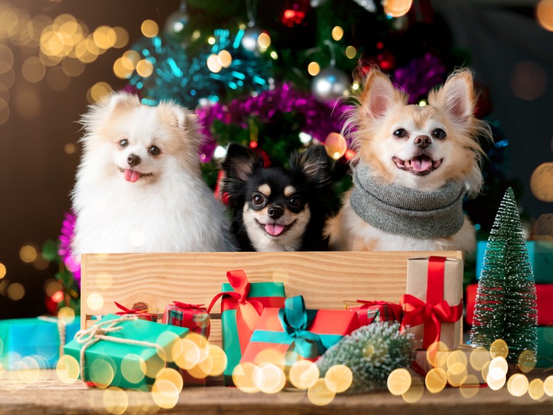 Aconsejan no regalar mascotas en Navidad