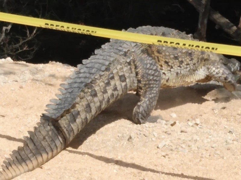 Acordonan zona de anidación de cocodrilos en La Ropa