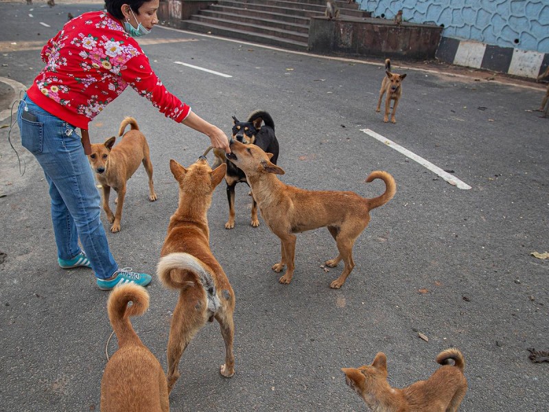 Activa perrera municipal con adopciones