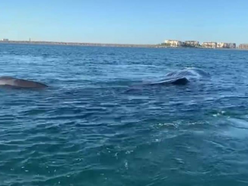 Activan protocolo de rescate por ballena varada en el mogote