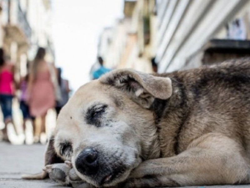 Activan campaña de acopio de Pet para sufragar esterilizaciones