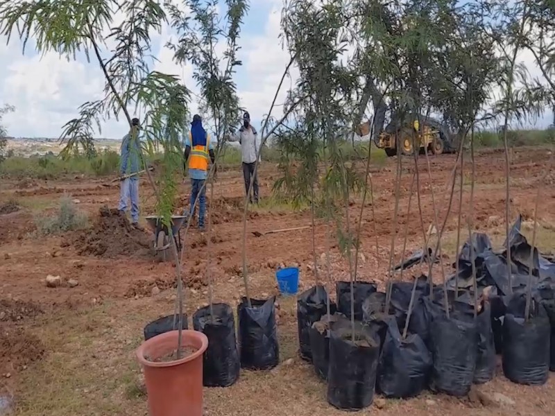 Activan programa de reforestación con 2,400 árboles
