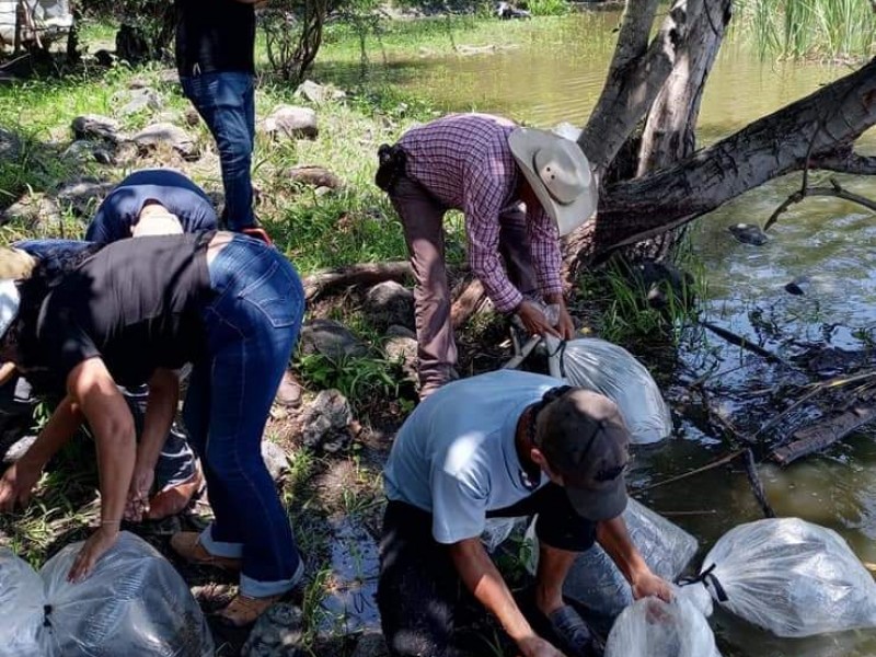 Activan siembra de 40 mil mojarras en San Pedro Lagunillas