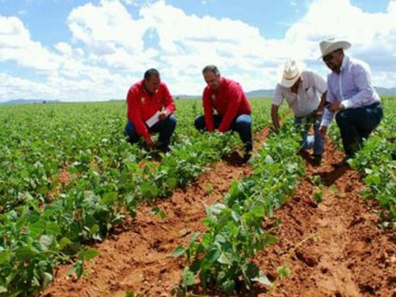 Activarán productores nayaritas siembra de frijol claro en zona norte