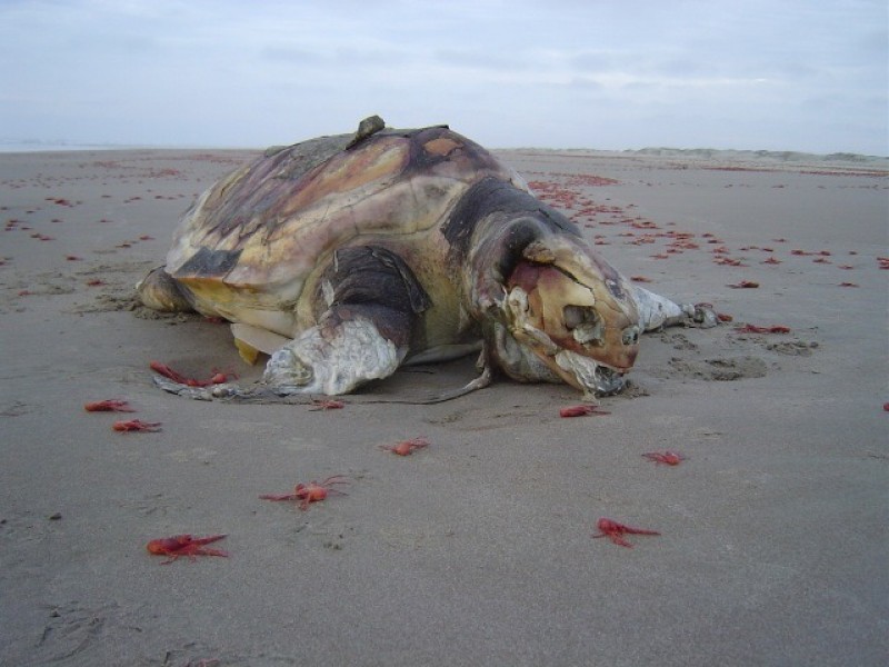 Pesca debería parar por muerte de lobos marinos y tortugas