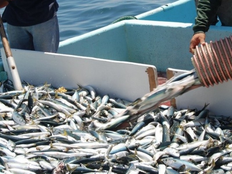 Actividad sardinera inicia con 