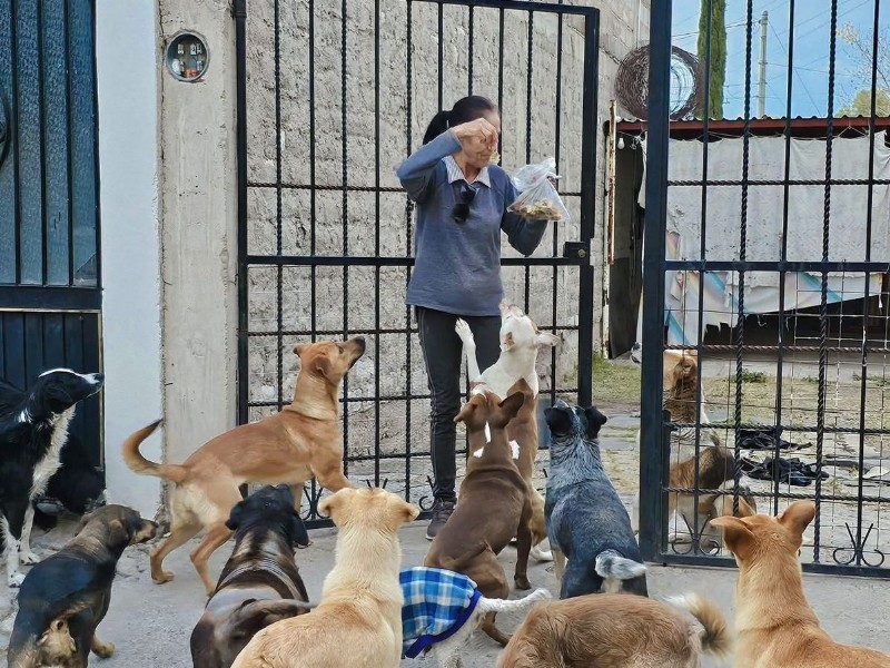 Activista de Jerez denuncia amenazas de muerte por alimentar animales abandonados
