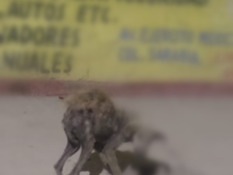 Activistas: 4 casos de maltrato animal extremo, sin avances tabulador