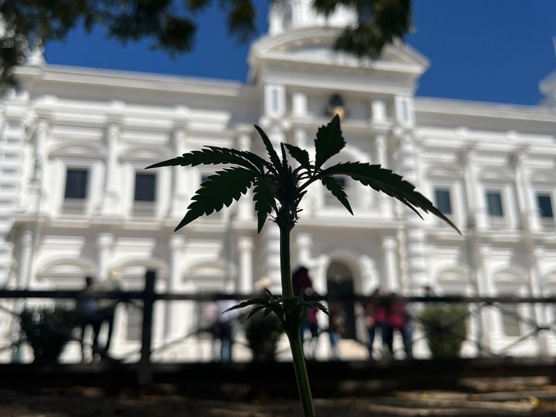 Activistas buscan que pueblos originarios siembren marihuana