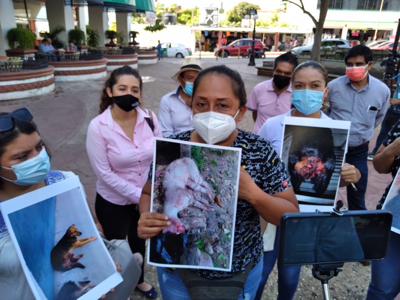 Activistas temen que iniciativa contra maltrato animal quede congelada