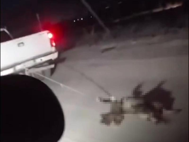 Activistas y rescatistas denuncian maltrato animal en San José del Cabo