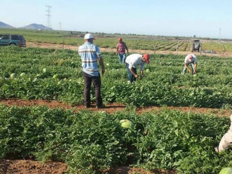 Activos 20 mil jornaleros en el valle