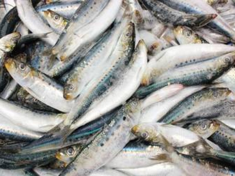 Activos en empleos con industria sardinera