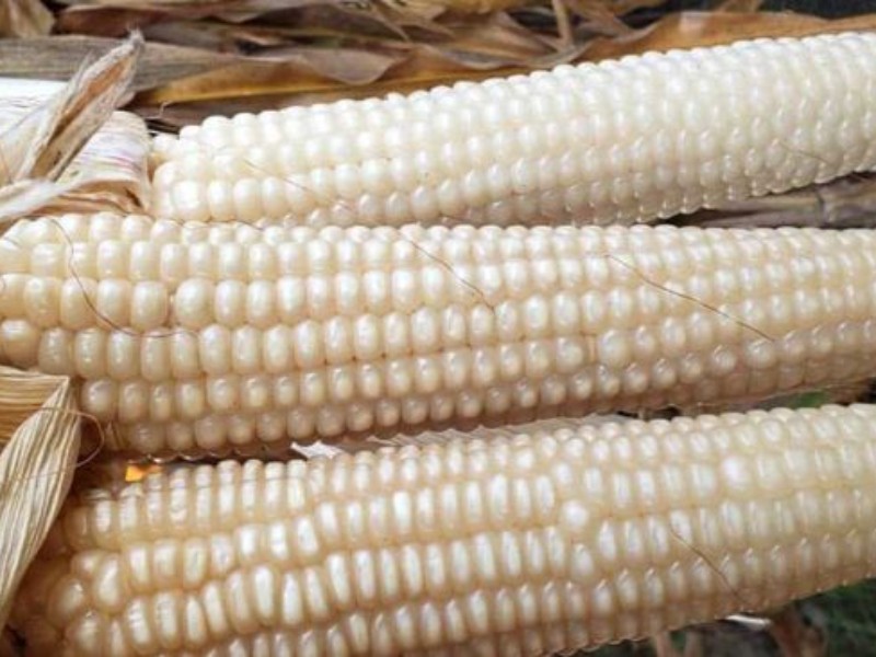 Acuerda Agricultura precio para el maíz blanco; campesinos lo rechazan Acuerda Agricultura precio para el maíz blanco; campesinos lo rechazan