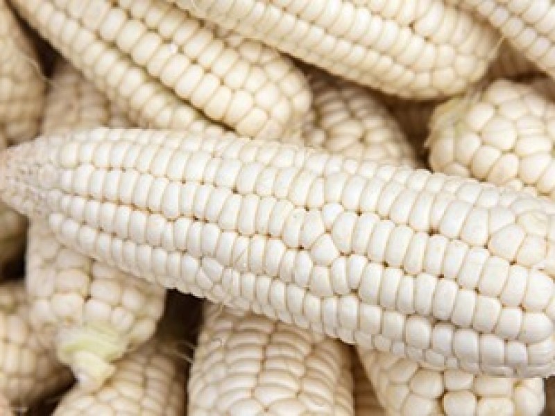 Acuerdan 5 mil 457 para tonelada de maíz blanco