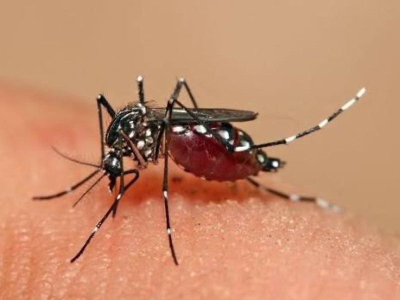Acumula Costa Grande 45 casos confirmados de dengue