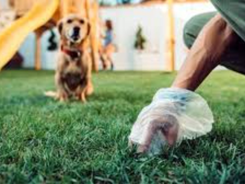 Acumulación de heces de mascotas en áreas publicas afectan ambiente y salud