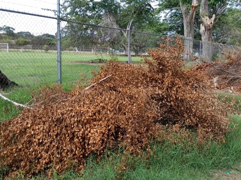 Acusan abandono en recolección de ramas y cacharros en colonias
