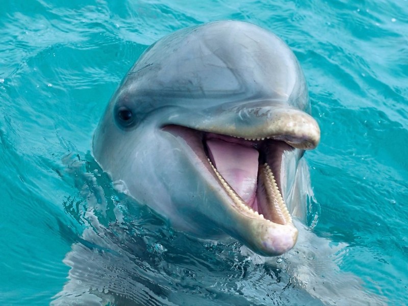 Adiós a espectáculos con delfines: Senado aprueba 