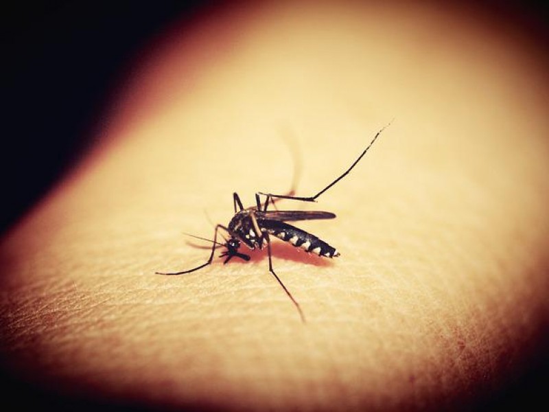 ADN recuperado de mosquitos resuelve un robo en China