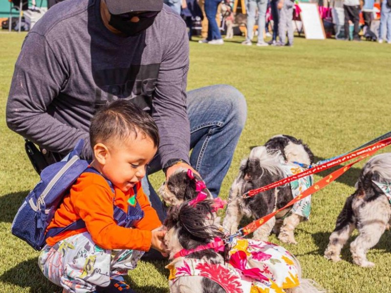 Adopciones, concursos y servicios veterinarios este domingo en el Pet