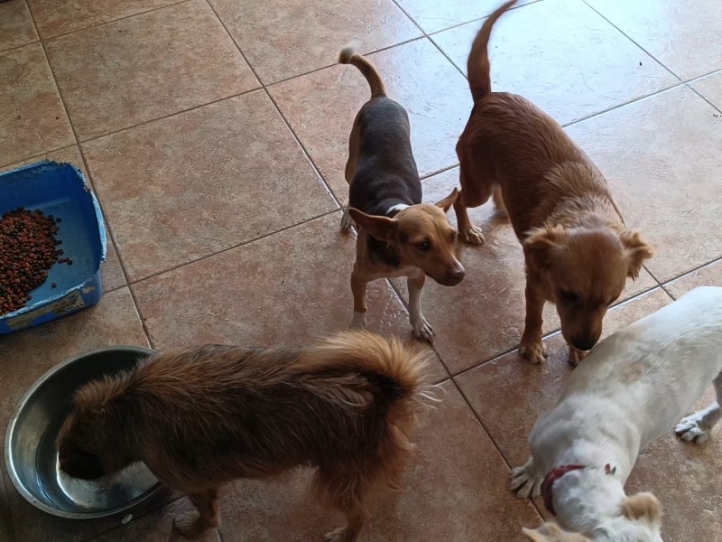 Adopta una mascota en Zamora y cambia una vida