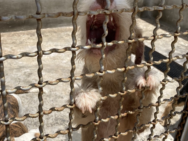 Adoptan a perros que mataron bebé en taller mecánico