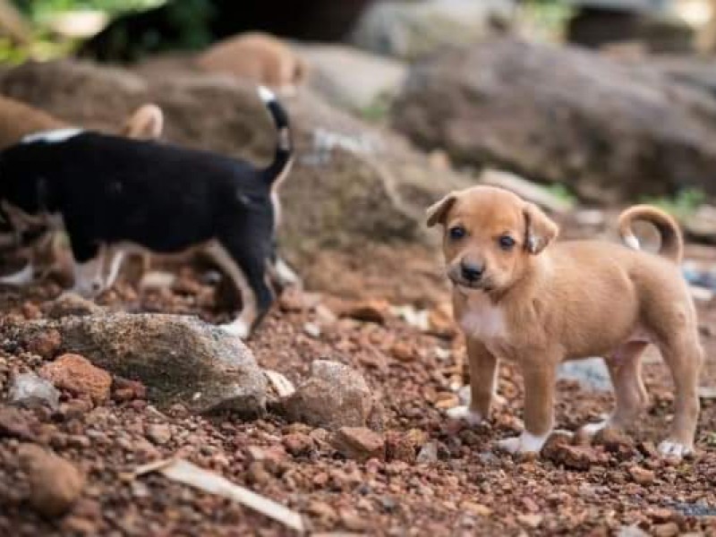 Adoptar una mascota conlleva un gran compromiso