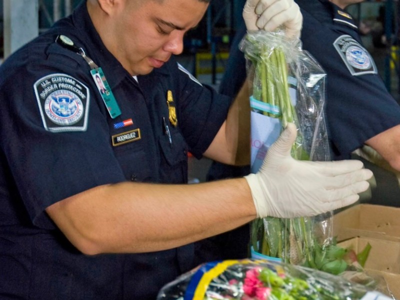 Aduana americana inspecciona flores para el día de las madres
