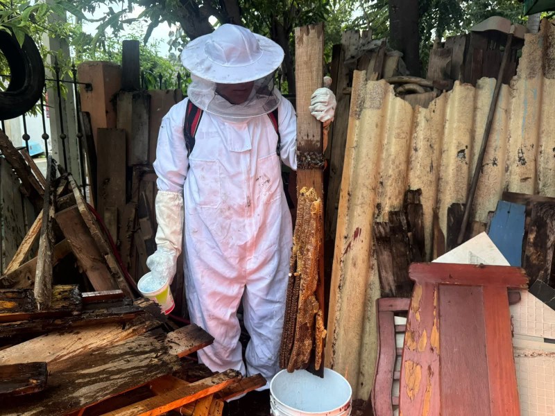 Adulto mayor sufre picaduras de abeja en la capital