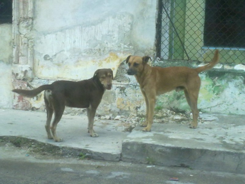 Advierte Bienestar Animal arrestos por maltrato