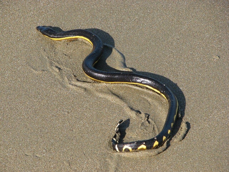 Advierte Protección Civil presencia de serpientes de mar en playas