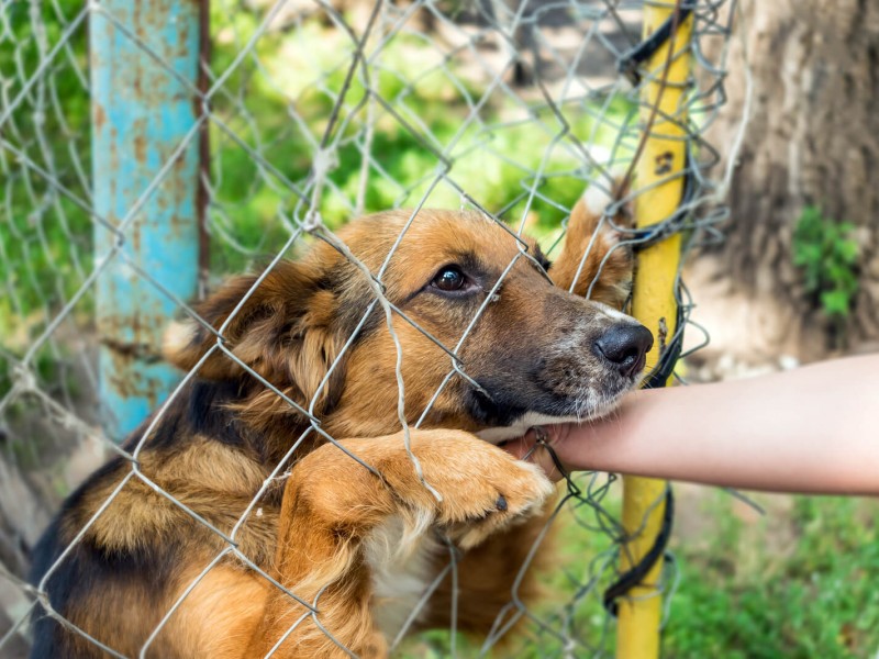 Advierte salud pública reducción en abandono animal