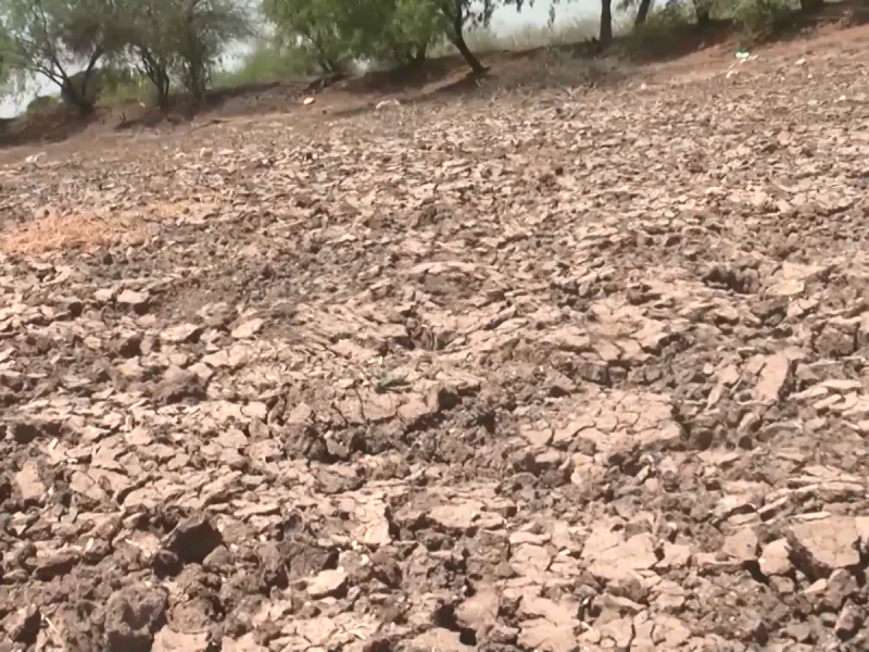 Advierten caída en la producción agrícola de Sinaloa por sequía