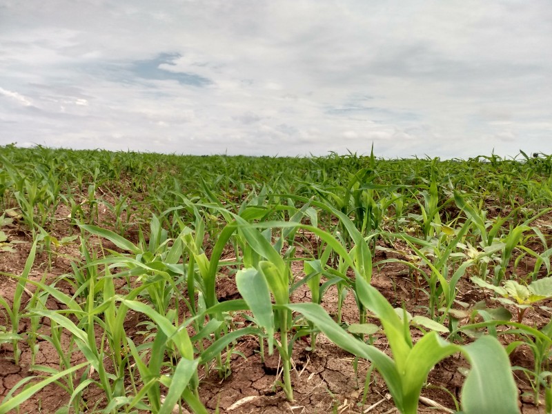 Advierten de colapso en la agricultura