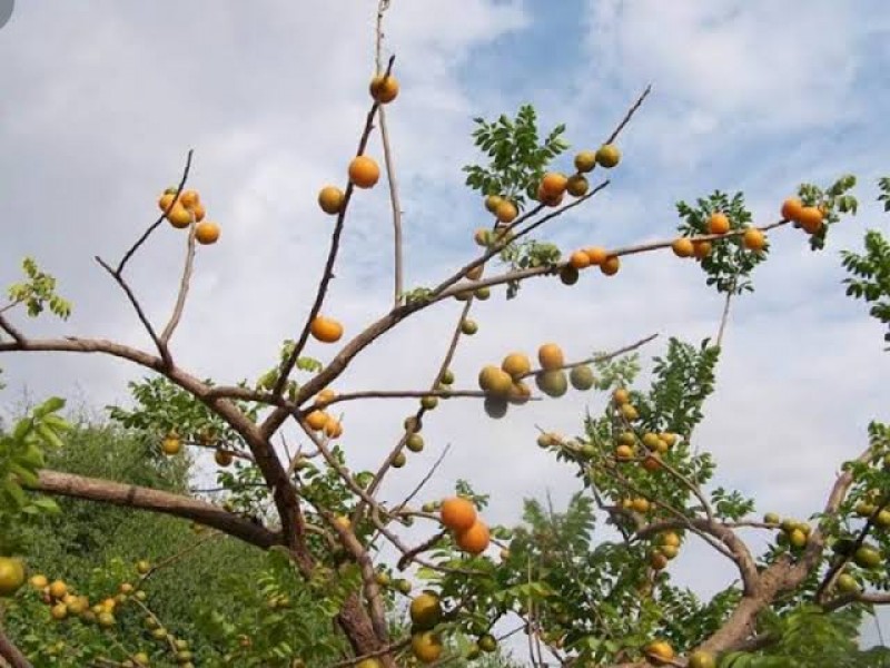 Advierten disminución del ciclo de producción de ciruela en Sinaloa