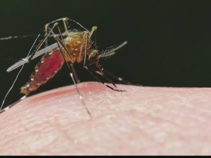 Advierten en el sur de Arizona por picaduras de mosquitos