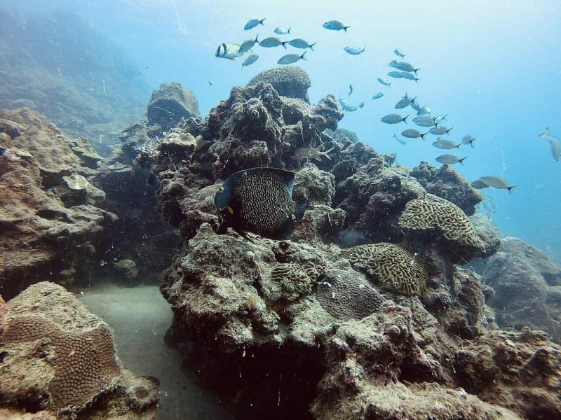 Advierten extinción de arrecifes para el año 2050