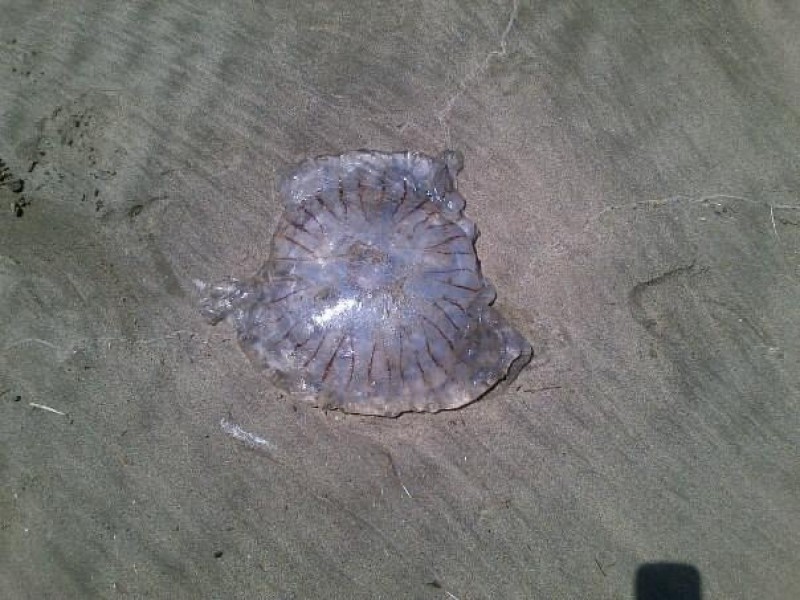 Advierten mayor presencia de medusas y rayas en playas