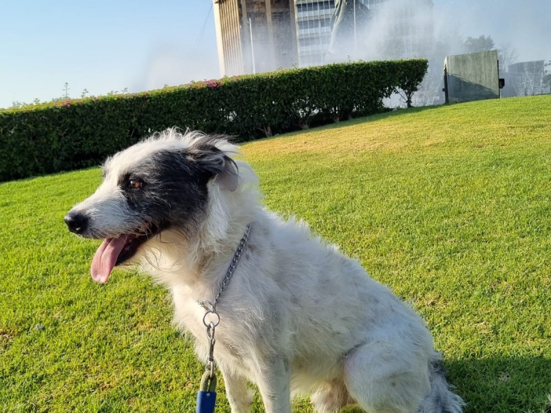 Advierten por golpes de calor en animales