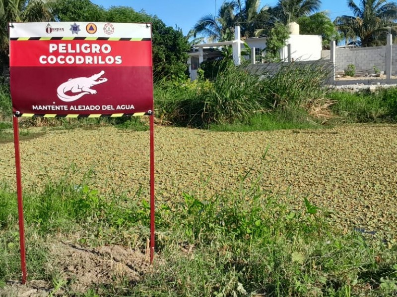 Advierten presencia de cocodrilos en colonias tuxpeñas para evitar accidentes