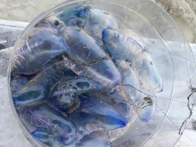 Advierten presencia de medusas en playas de Tuxpan