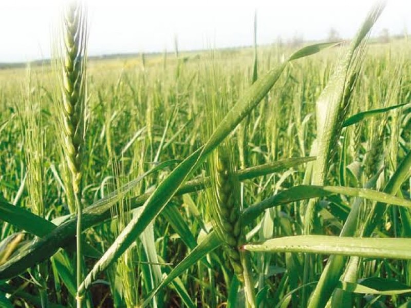 Afecta agricultores reducción de presupuesto para el campo