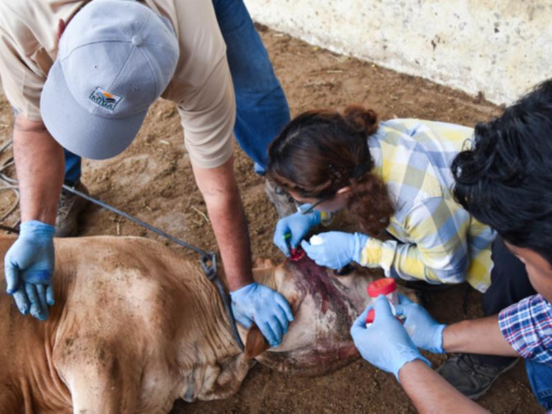Afecta gusano barrenador al ganado en todo Xalisco