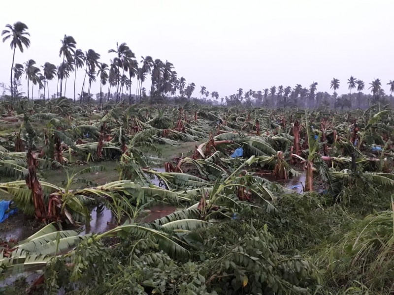 Afecta Lorena 5000 hectáreas de plátano en Jalisco